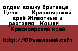 отдам кошку британца › Цена ­ 1 - Красноярский край Животные и растения » Кошки   . Красноярский край